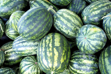 A lot of large ripe green striped watermelons