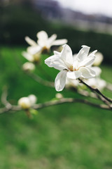 Beautiful white magnolia flowers on a green background.