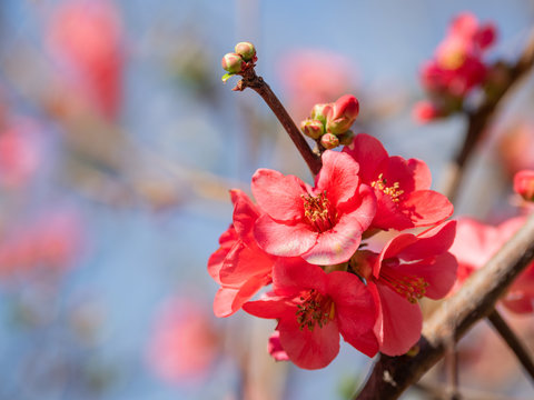 Blooming Chaenomeles japonica, known as either Japanese quince or Maule's quince. Bright red flowers on clear blue sky background. Spring sunny day.