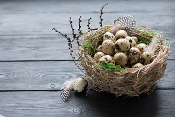 Naklejka na ściany i meble Quail eggs with green moss and feathers in a nest on a black wooden table with copy space