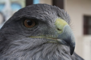 Aves