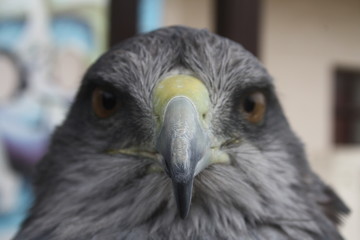 Aves
