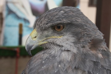 Aves