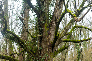 Arbres, forêt, Auvergne1