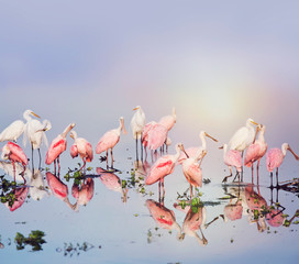Roseate Spoonbills and Great Egrets in the pond