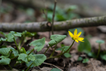 Natur Frühling Boten Flora Pflanze Blüte