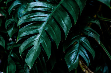 Fototapeta na wymiar abstract green leaf texture, nature for background, tropical leaf 