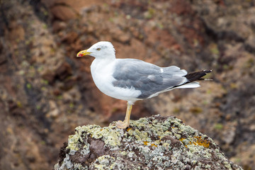 Madeira gull sitting on a rock watching the sea