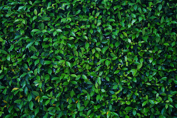 Natural green leaf wall, Texture background