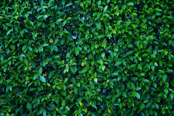 Natural green leaf wall, Texture background