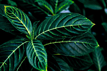 Fototapeta na wymiar closeup nature view of green leaf and water drop, dark wallpaper concept, nature background, tropical leaf