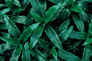 Naklejka na ściany i meble abstract green leaf texture, nature for background, tropical leaf 