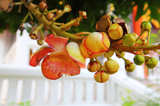sala tree branch with flowers 