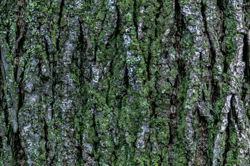 Beautiful pattern of tree bark. backgrounds and textures.Close-up