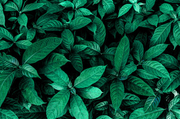 Green leaves wall texture of the tropical forest plant on black background	