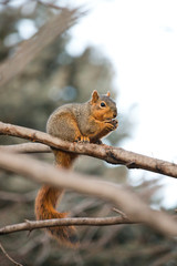 Naklejka na ściany i meble Squirrel Eating a Walnut in a Tree