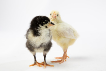 Baby Chicks on White Background