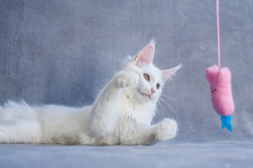 Fototapeta na wymiar Cute white maine coon kitty playing with a toy