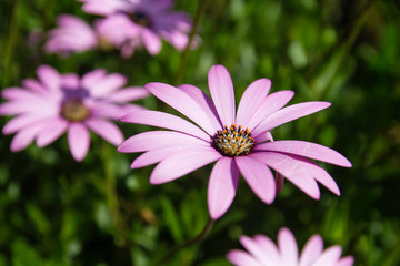 Obraz premium Pink daisy