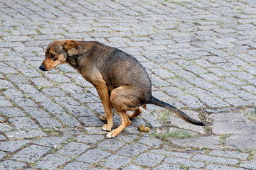 stray dog pooping on the street