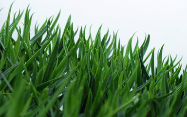 Fototapeta premium Close-up view of green grass isolated against white background