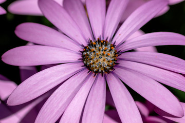Fototapeta premium Purple daisy