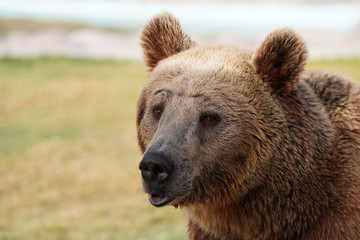 Bear in Brown fur coat, danger, and aggressive animal