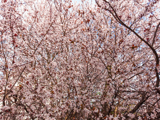 Bright pale pink spring flowers. branch of blossoming apple tree or cherry with white and light flowers against blue sky. Summer natural backdrop. Botanical bloom concept. Copy Space. Selective focus.
