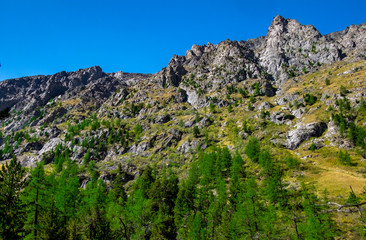 Fototapeta na wymiar Coniferous forest on a rocky mountain slope in the Altai Republic.