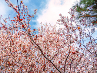 Bright pale pink spring flowers. branch of blossoming apple tree or cherry with white and light flowers against blue sky. Summer natural backdrop. Botanical bloom concept. Copy Space. Selective focus.