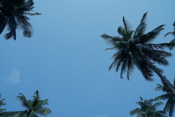 Fototapeta na wymiar Palm trees with the blue sky background. Summertime.