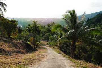 Palm trees in the jango. Coconut farm. Summertime.  Rainforest