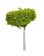 Fototapeta premium Tree isolated on white