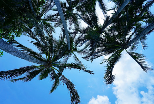 Palm trees with the blue sky background. Summertime.