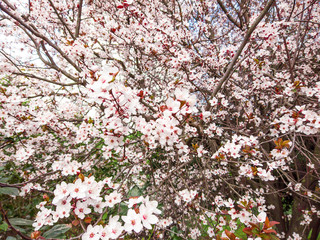 Bright pale pink spring flowers. branch of blossoming apple tree or cherry with white and light flowers against blue sky. Summer natural backdrop. Botanical bloom concept. Copy Space. Selective focus.