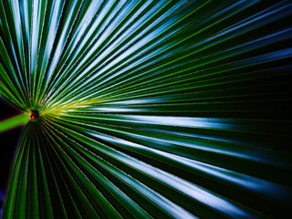 Obraz premium Tropical leave of palm tree. Dark green background.