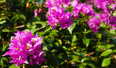 Obraz premium Tropical leave pink flowers, green background.