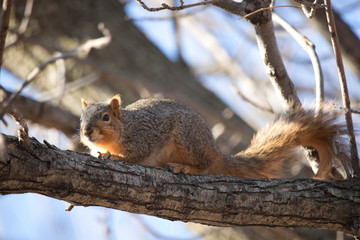 Squirrel in a Tree Hiding Camouflaged