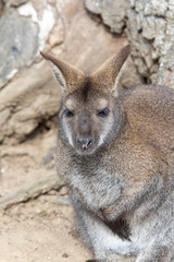 Fototapeta premium Wallaby