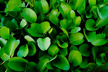 Tropical green leave background.