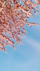 Bright pale pink spring flowers. branch of blossoming apple tree or cherry with white and light flowers against blue sky. Summer natural backdrop. Botanical bloom concept. Copy Space. Selective focus.
