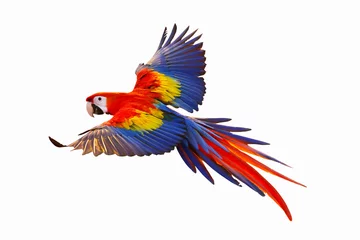 Foto op Plexiglas Colorful macaw parrot isolated on white. © Passakorn