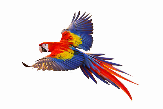Colorful macaw parrot isolated on white.