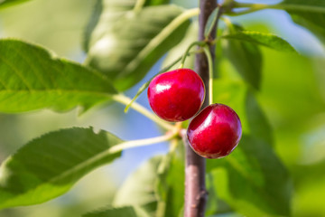 Red ripe cherries on a tree branch_