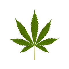 Leaves green of cannabis on the background. Ready to apply to your design. Vector illustration.