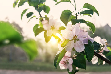 apple trees are blooming. branches of blossoming trees. spring.
