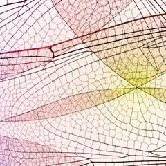 Multicolor skeleton nature background