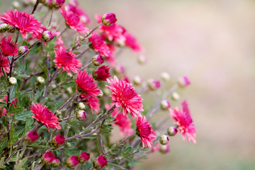 Obraz premium Red aster flowers on pink blurred background_