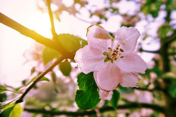 apple trees are blooming. branches of blossoming trees. spring.