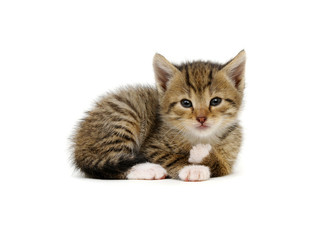 Obraz premium Сat lies and looks at camera